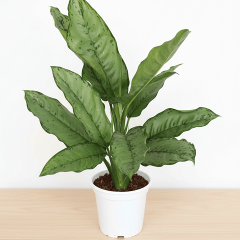 Aglaonema Silver King in 6 Inch White Nursery pot