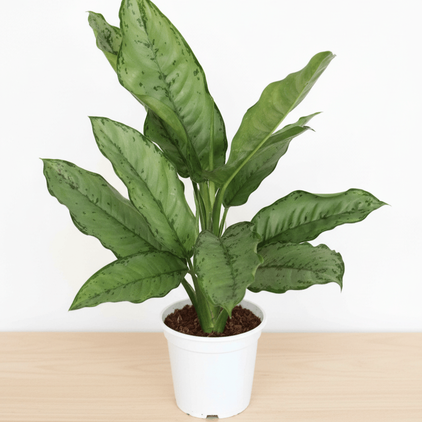 Aglaonema Silver King in 6 Inch White Nursery pot