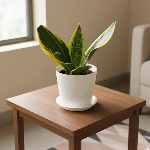Snake Yellow in 5 Inch Classy White Round Plastic Pot With Tray