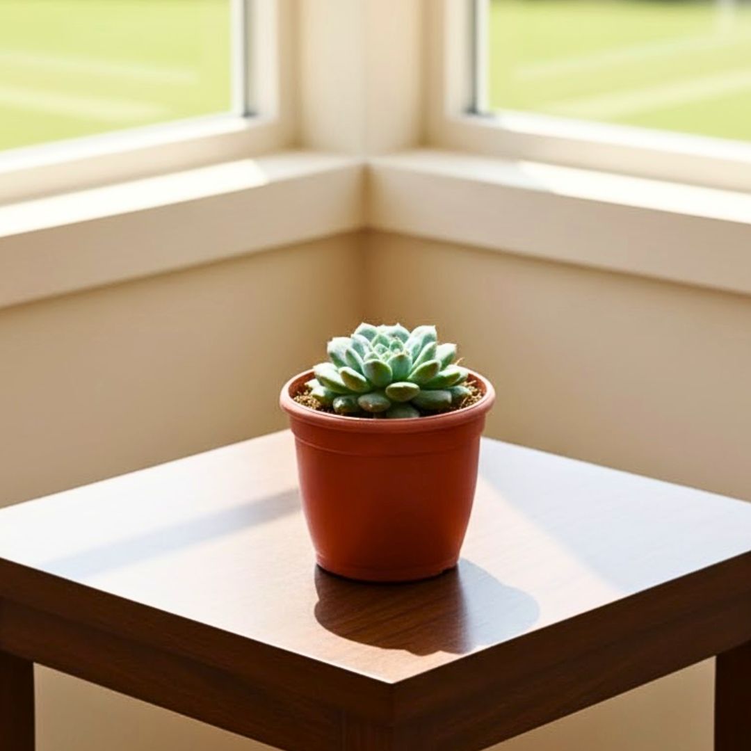 Vishnu Kamal Succulent in 3 Inch Nursery Pot