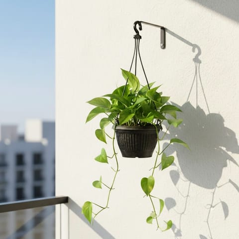 Money plant green in 6 Inch Hanging basket
