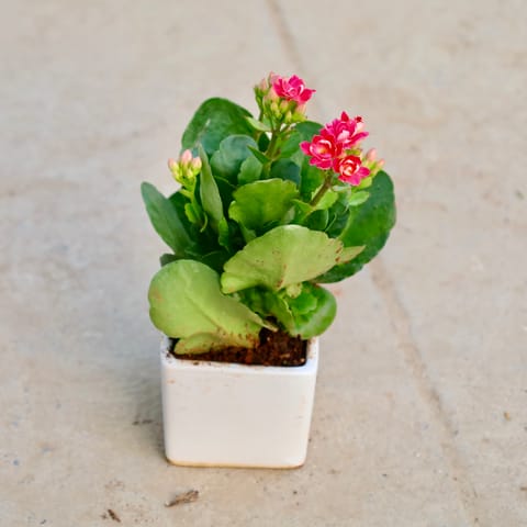 Kalanchoe (Any Colour)  in 4 Inch Ceramic Pot