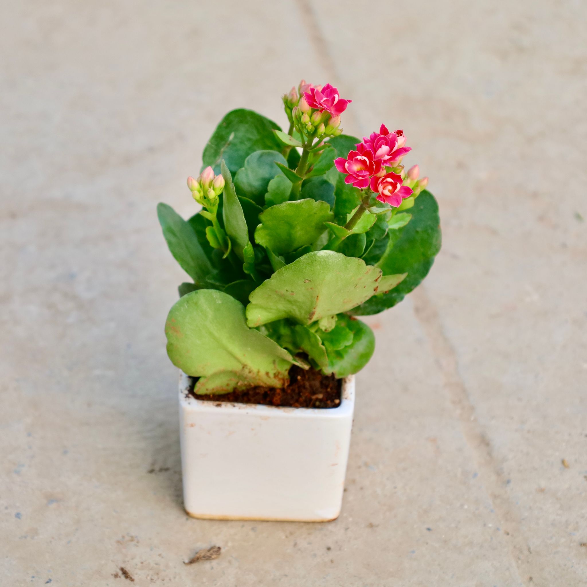 Kalanchoe (Any Colour)  in 4 Inch Ceramic Pot