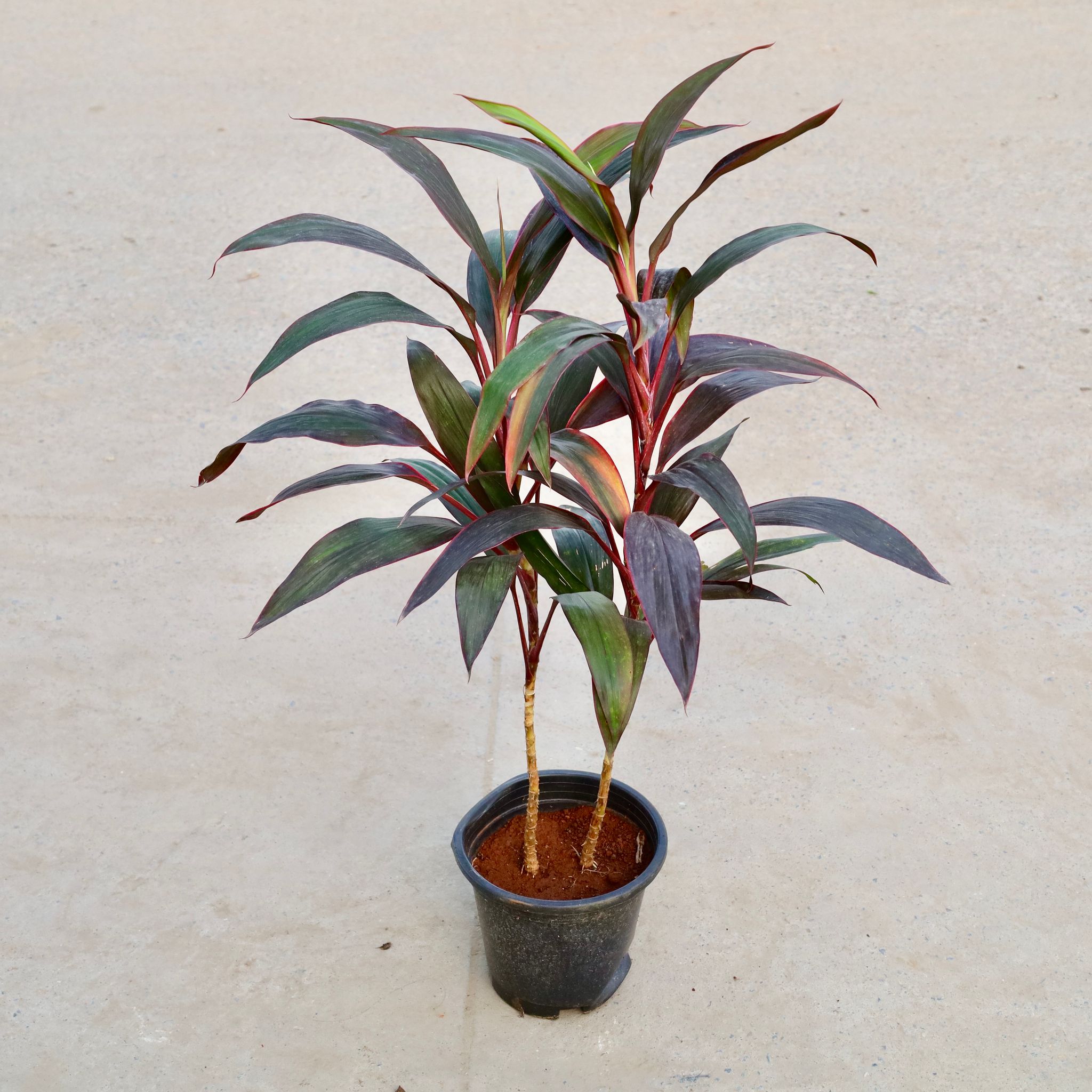 Dracaena Mahatama  in 8 Inch Nursery Pot