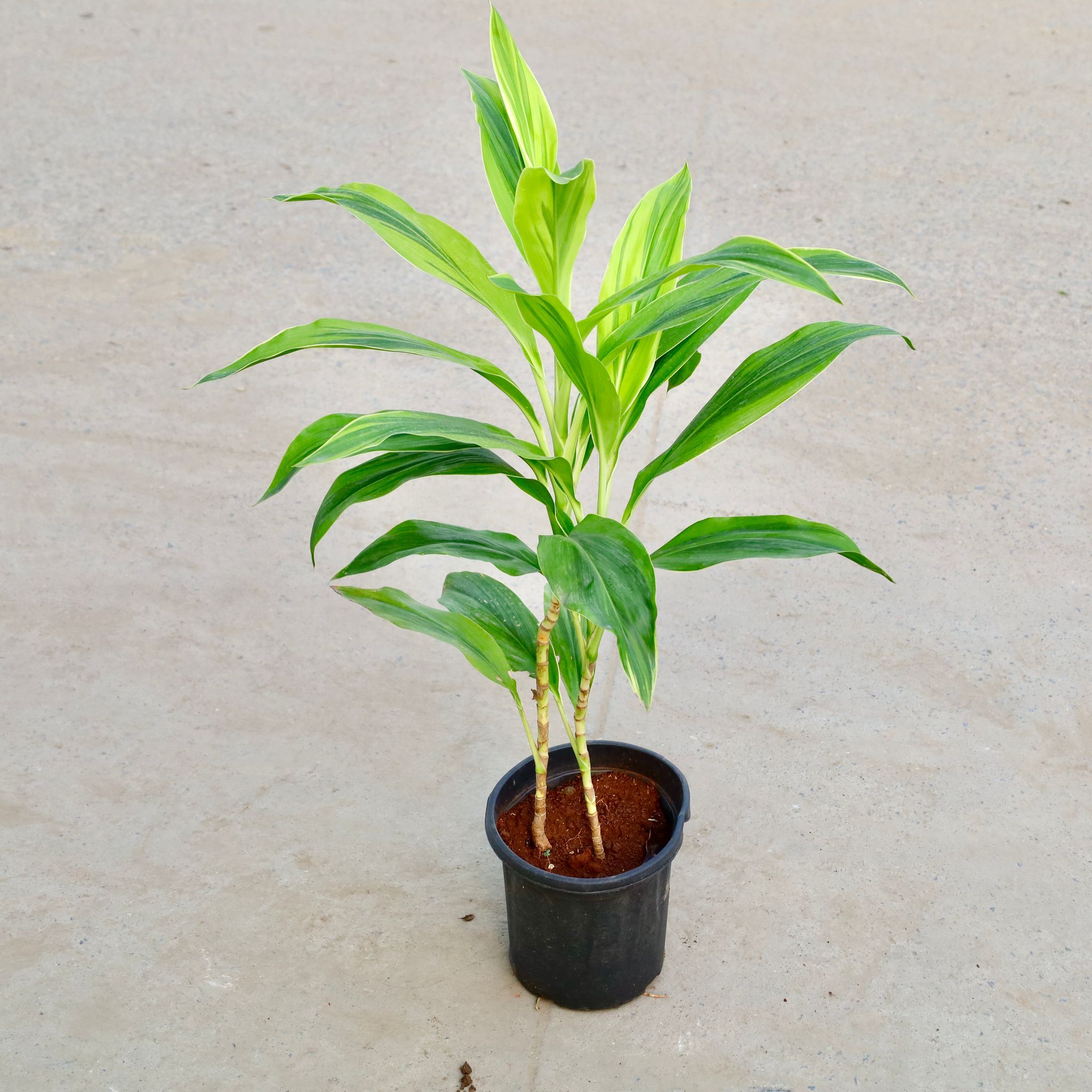 Dracaena Green in 8 Inch Nursery Pot