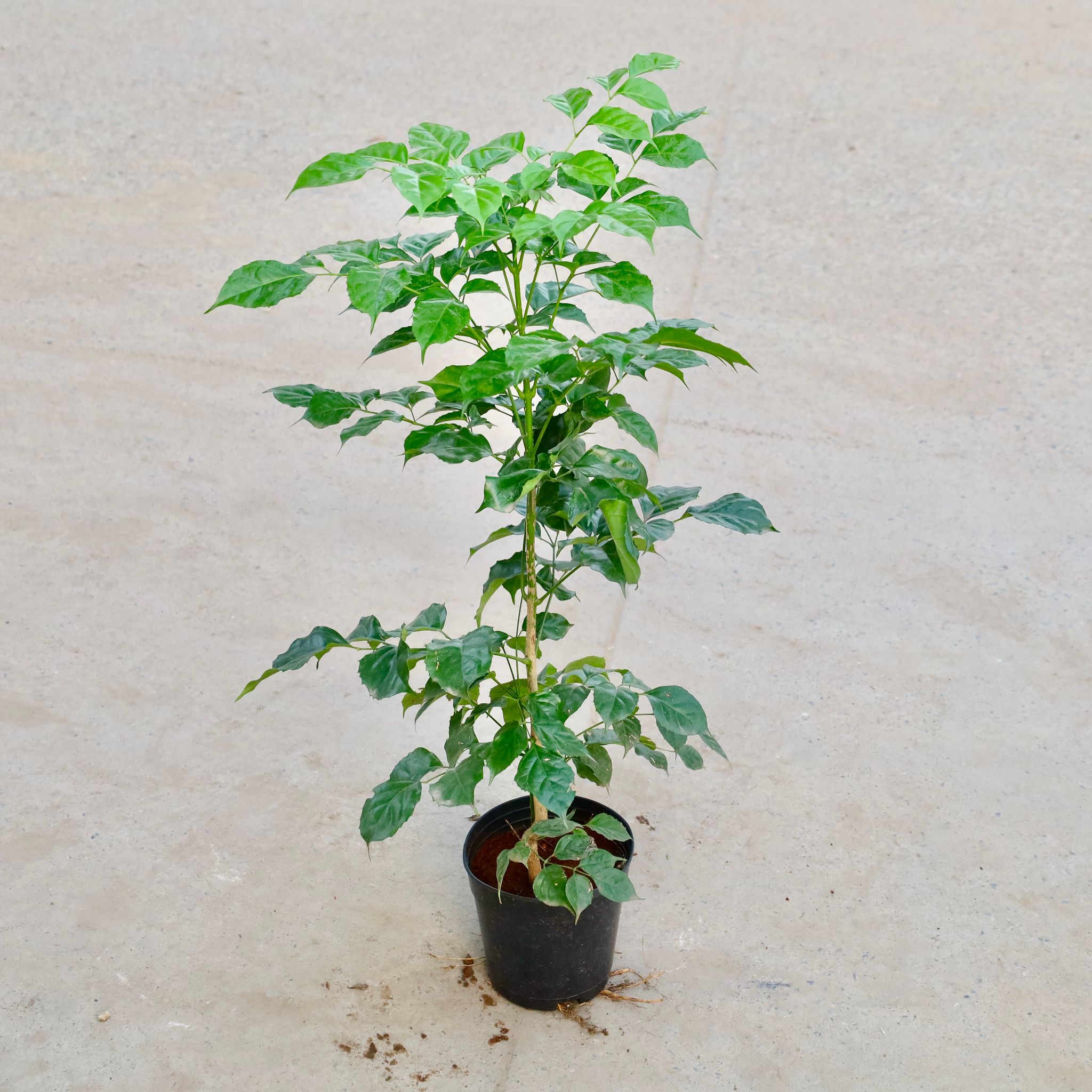 Radermachera / China Doll  in 6 Inch Nursery Pot