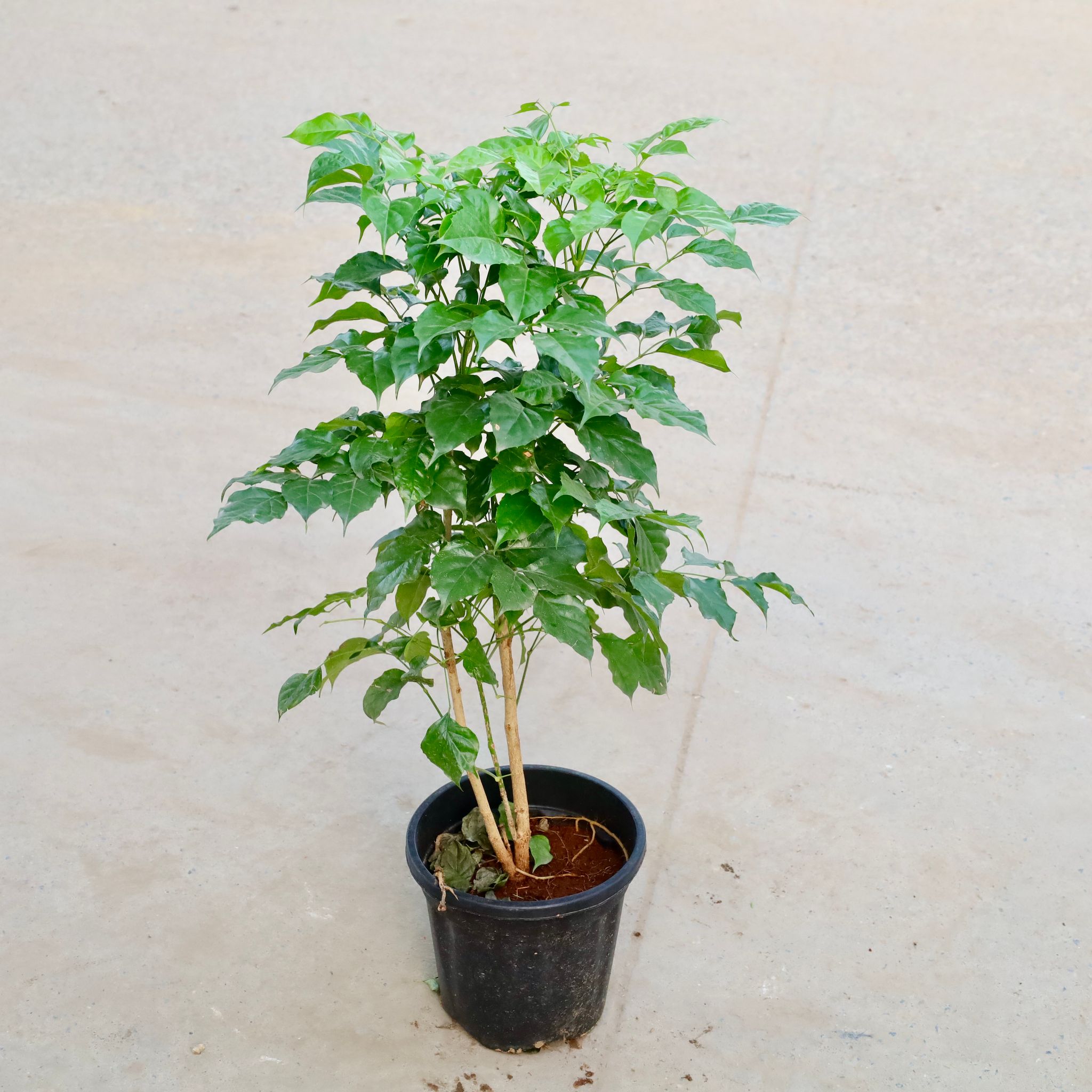 Radermachera / China Doll  in 8 Inch Nursery Pot