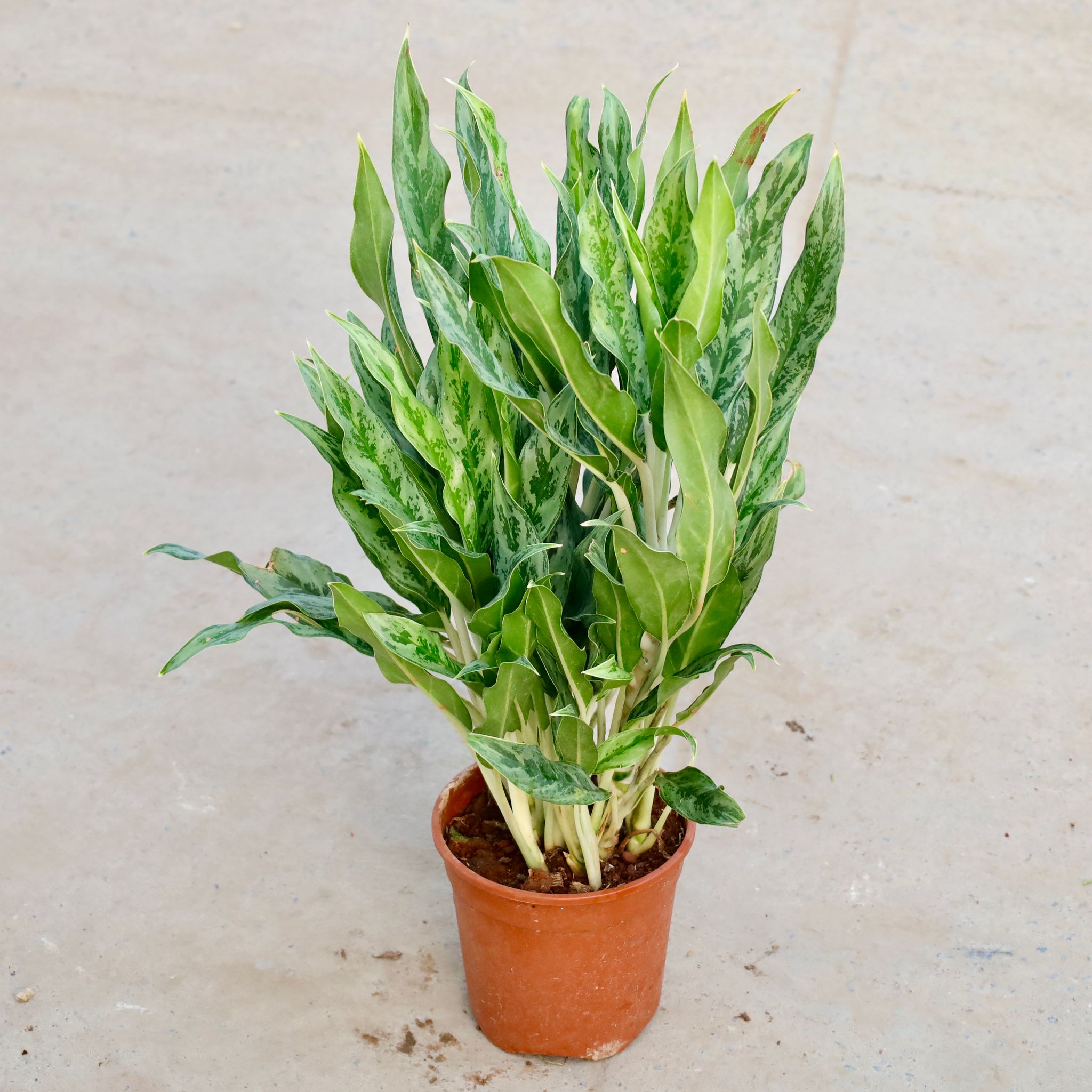 Aglaonema Narow Leaf in 6 Inch Nursery Pot