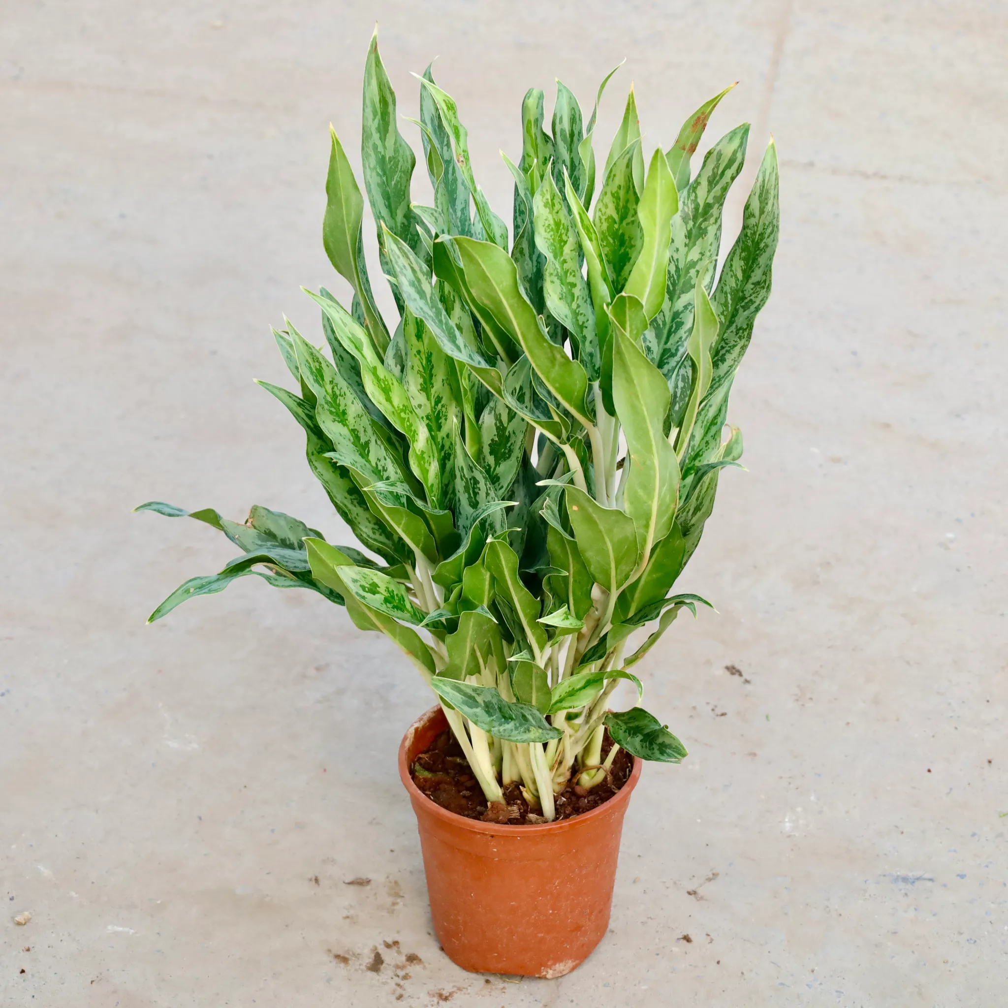Aglaonema Narow Leaf  in 6 Inch Nursery Pot