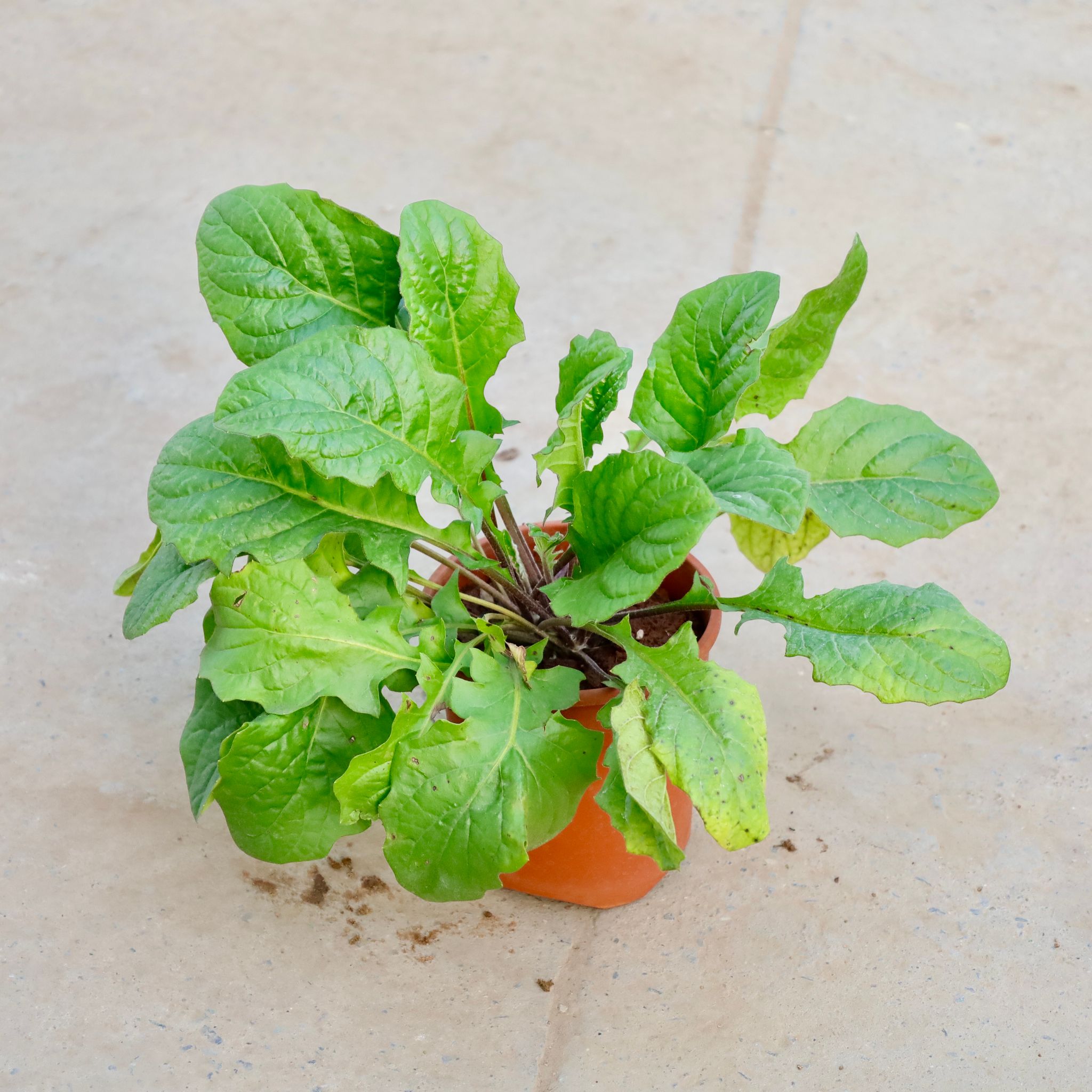 Hybrid Gerbera in 6 Inch Nursery Pot