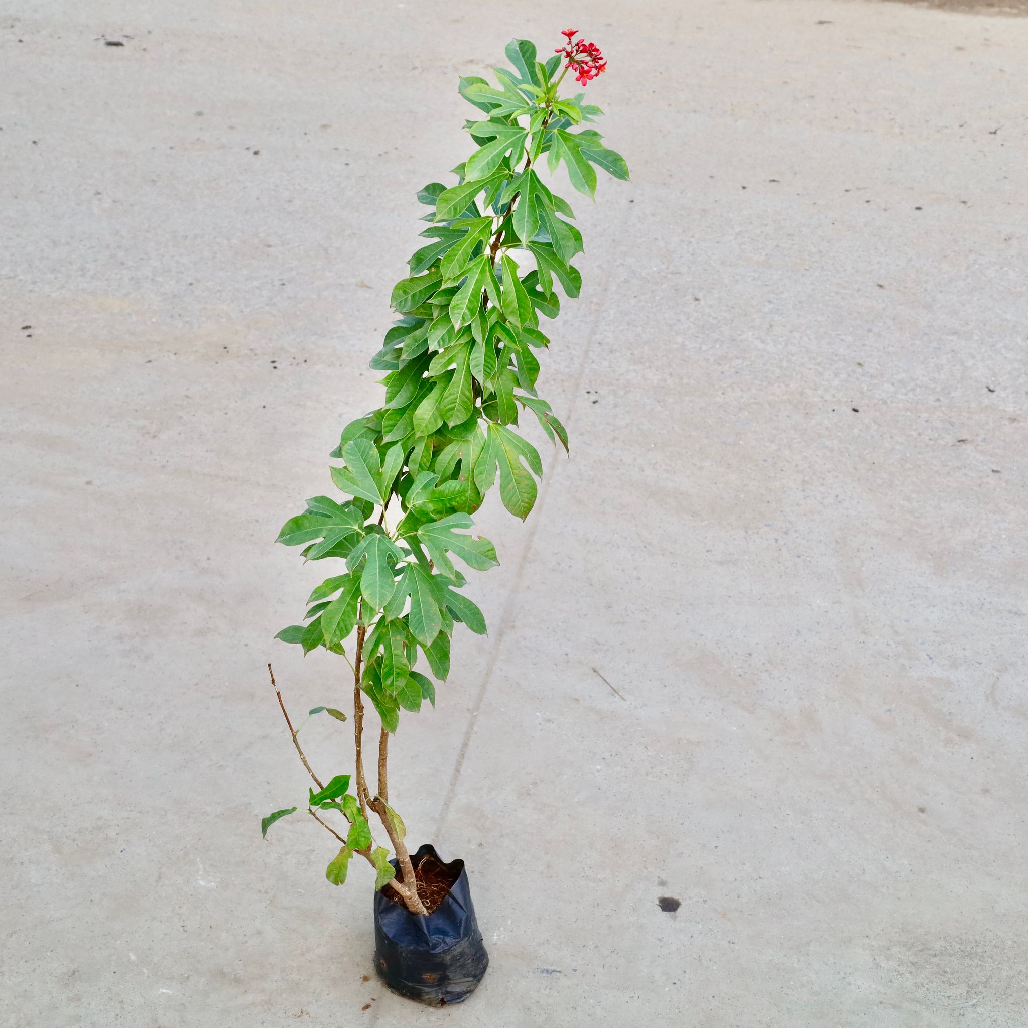 Hybrid Jatropha / Sunder Rupa (Any Colour  in 8 Inch Nursery Bag