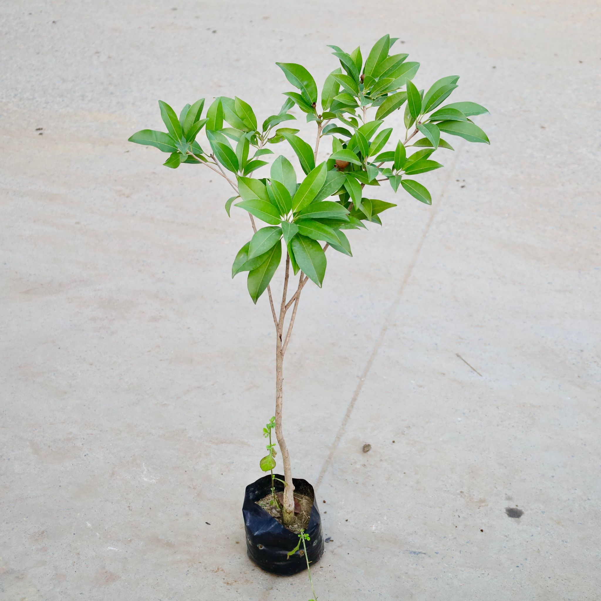 Chiku / Sapodilla in 5 Inch Nursery Bag