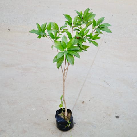 Chiku / Sapodilla  in 5 Inch Nursery Bag