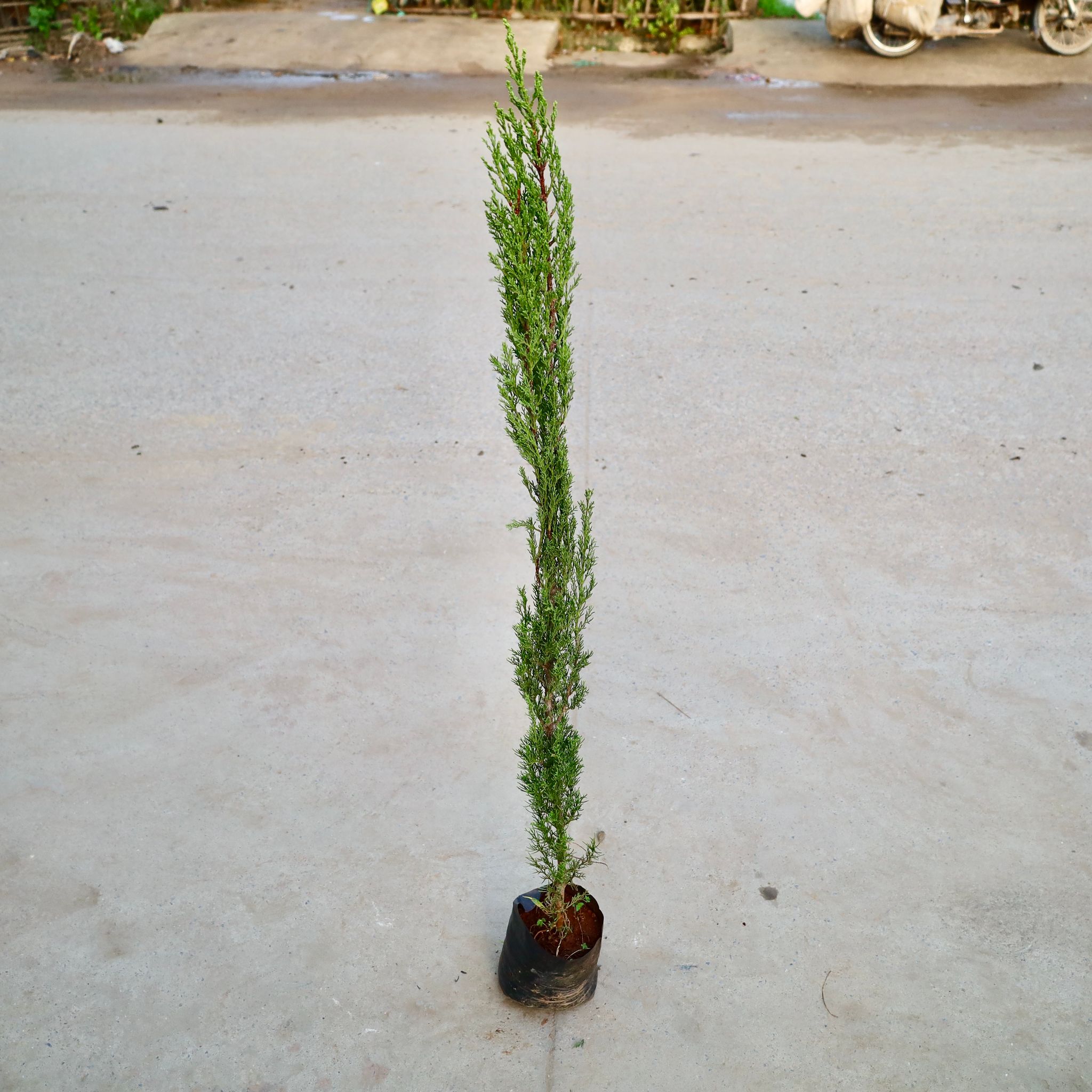 Pencil Pine  in 5 Inch Nursery Bag