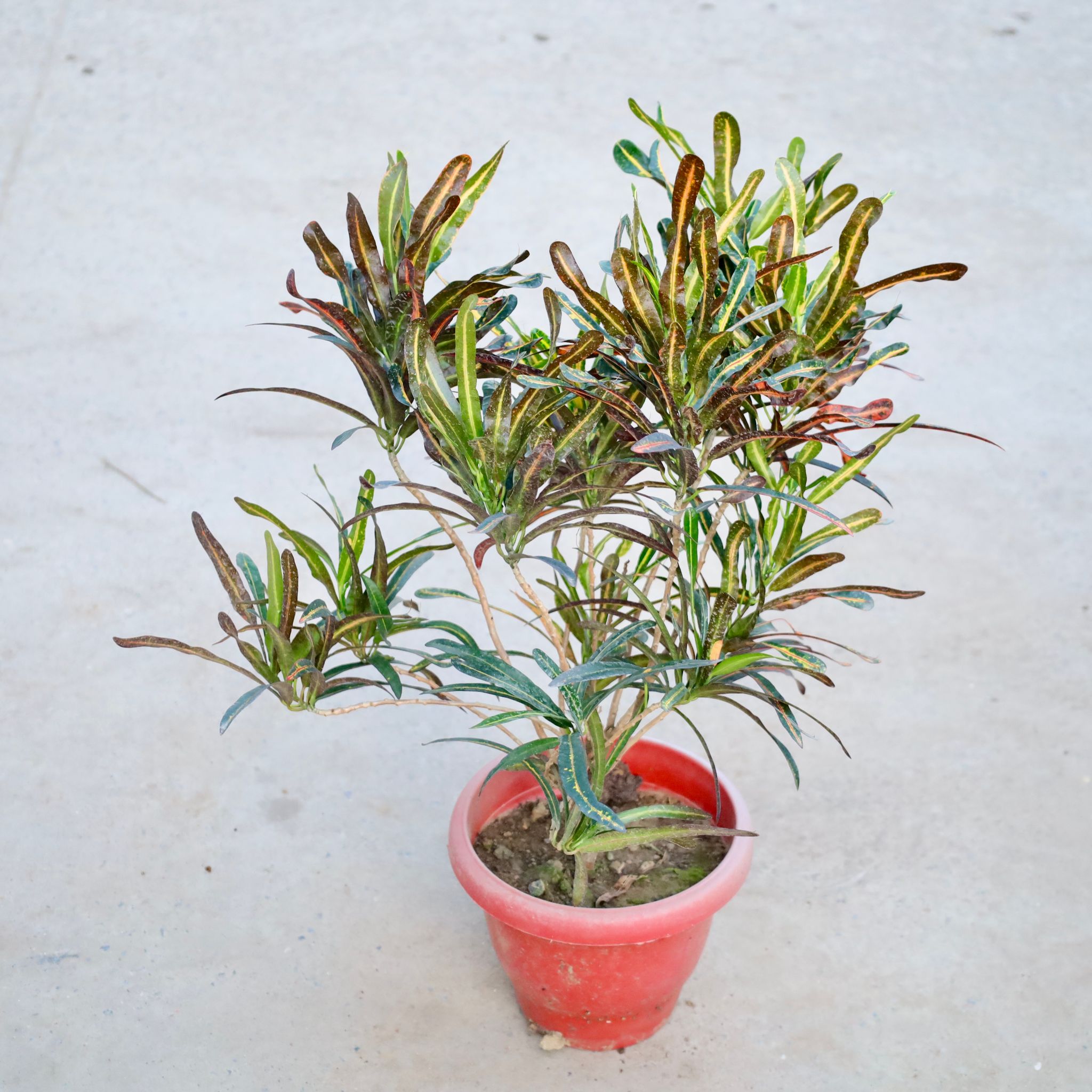 Croton Liliput  in 6 Inch Red Classy Pot