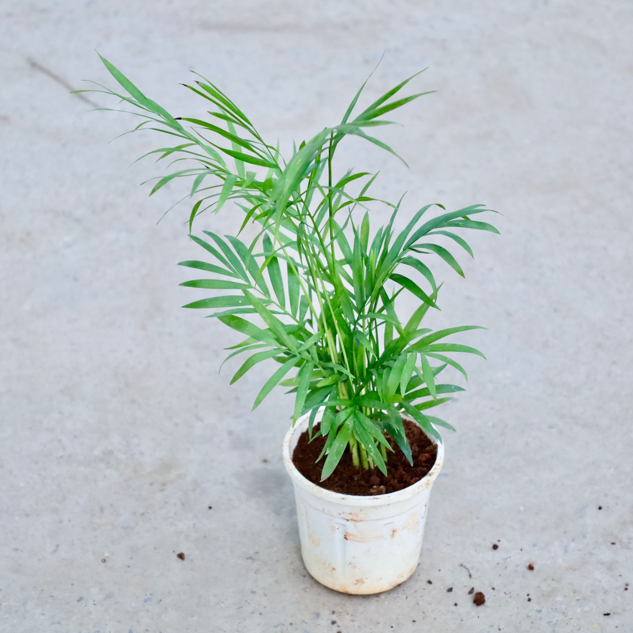 Chameadorea Mini Palm  in 4 Inch Nursery Pot