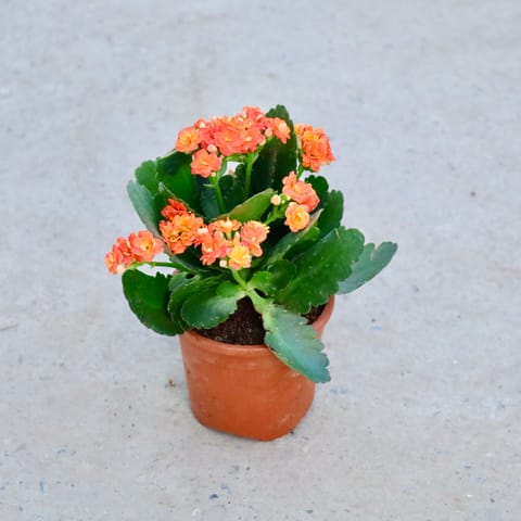 Kalanchoe  in 5 Inch Nursery Pot