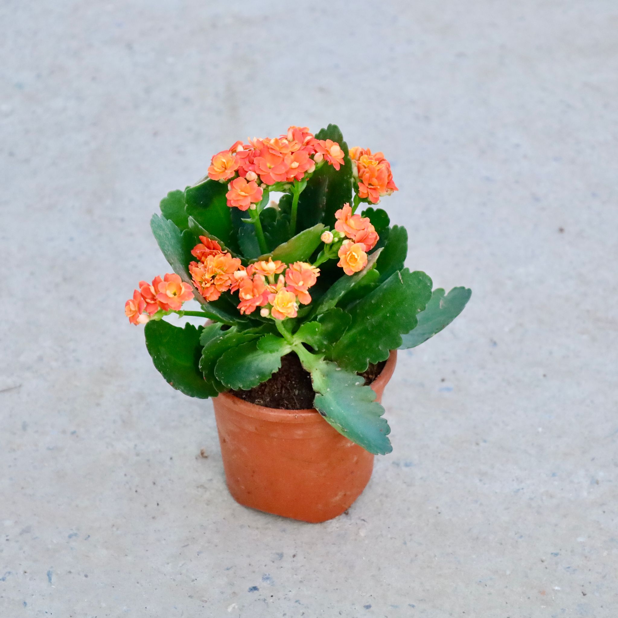 Kalanchoe in 5 Inch Nursery Pot
