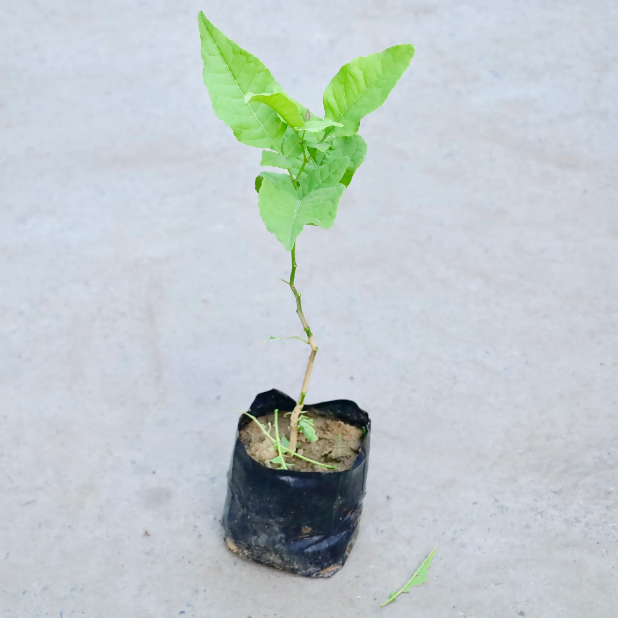 Bel Patra in 4 Inch Nursery Bag
