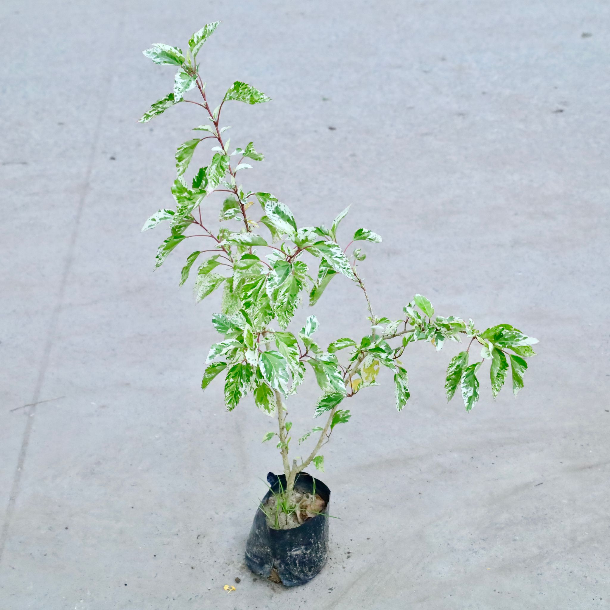 Hibiscus Variegated in 5 Inch Nursery Bag