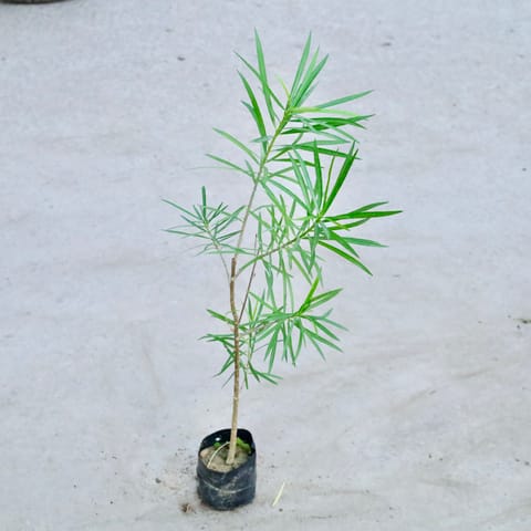 Oleander / Kaner YellowIn 5 Inch Nursery Bag