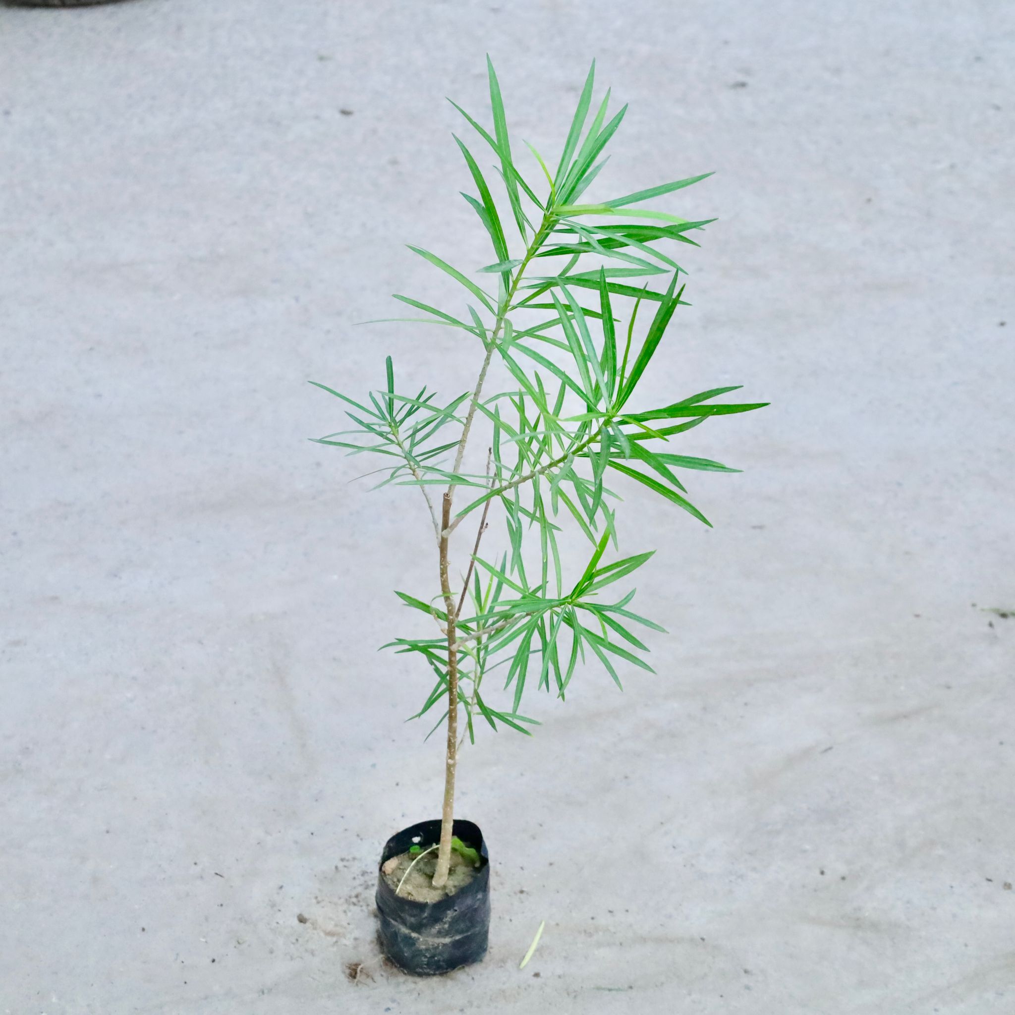 Oleander / Kaner YellowIn 5 Inch Nursery Bag