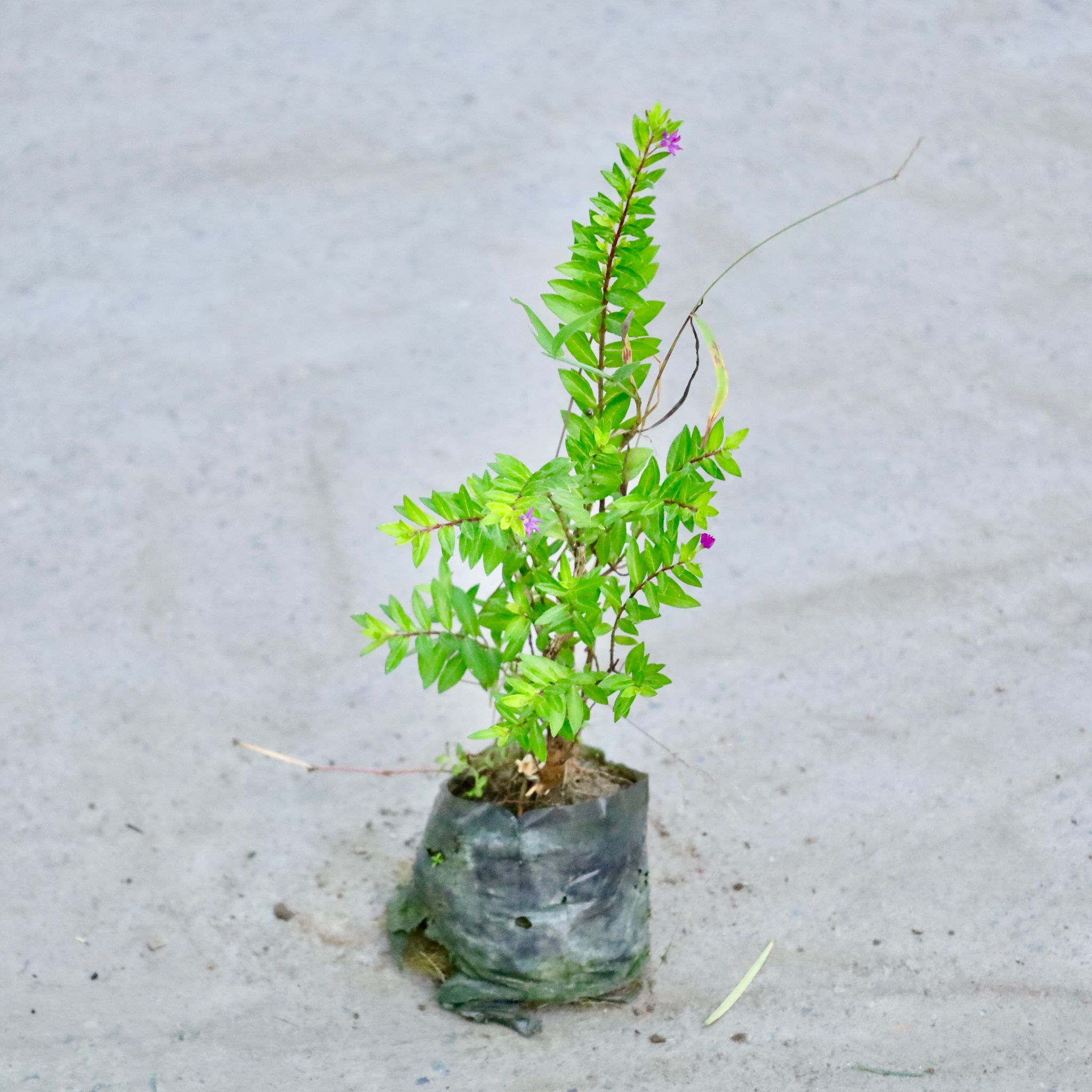 Cuphea / False Heather (Any Colour) in 5 Inch Nursery Bag