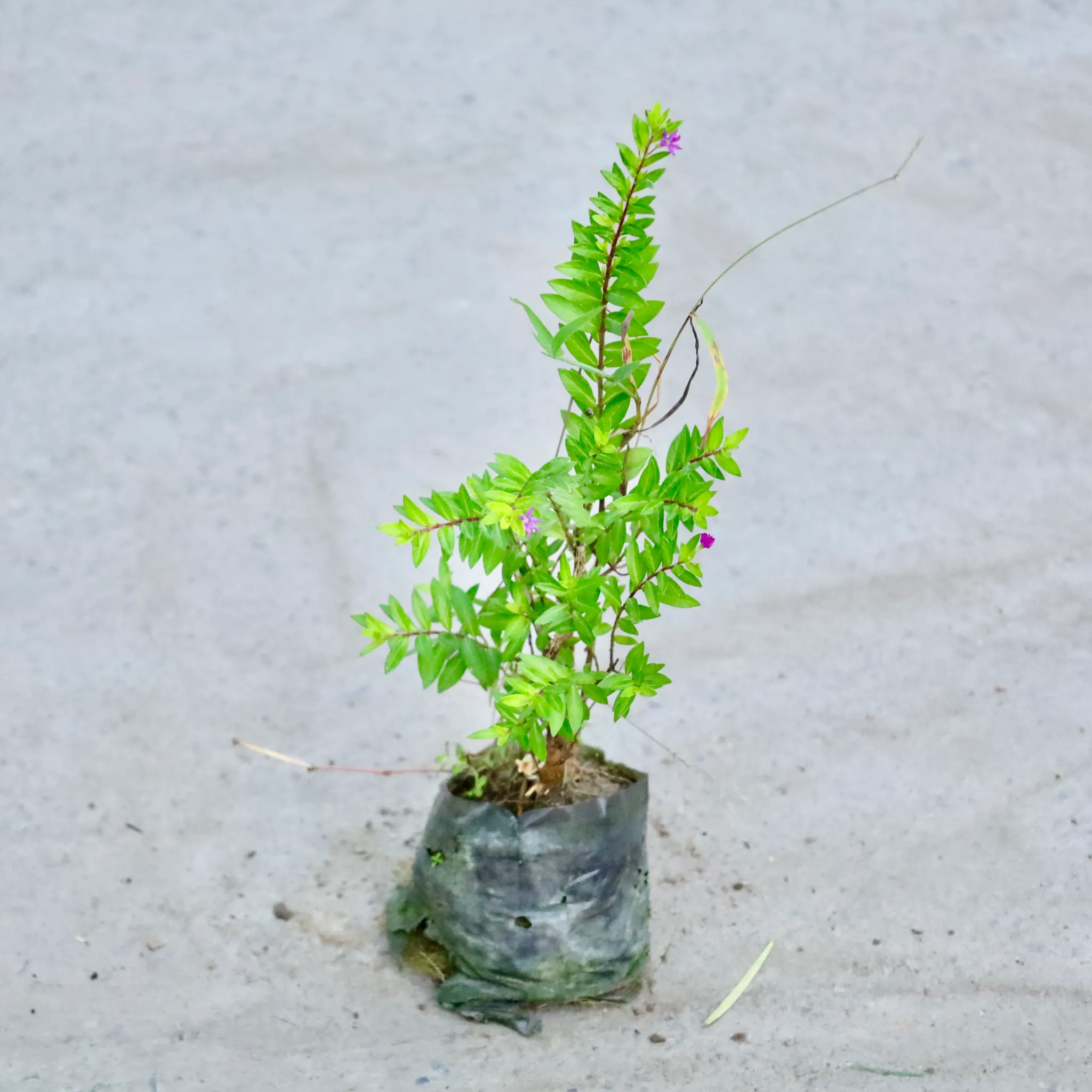 Cuphea / False Heather (Any Colour)  in 5 Inch Nursery Bag