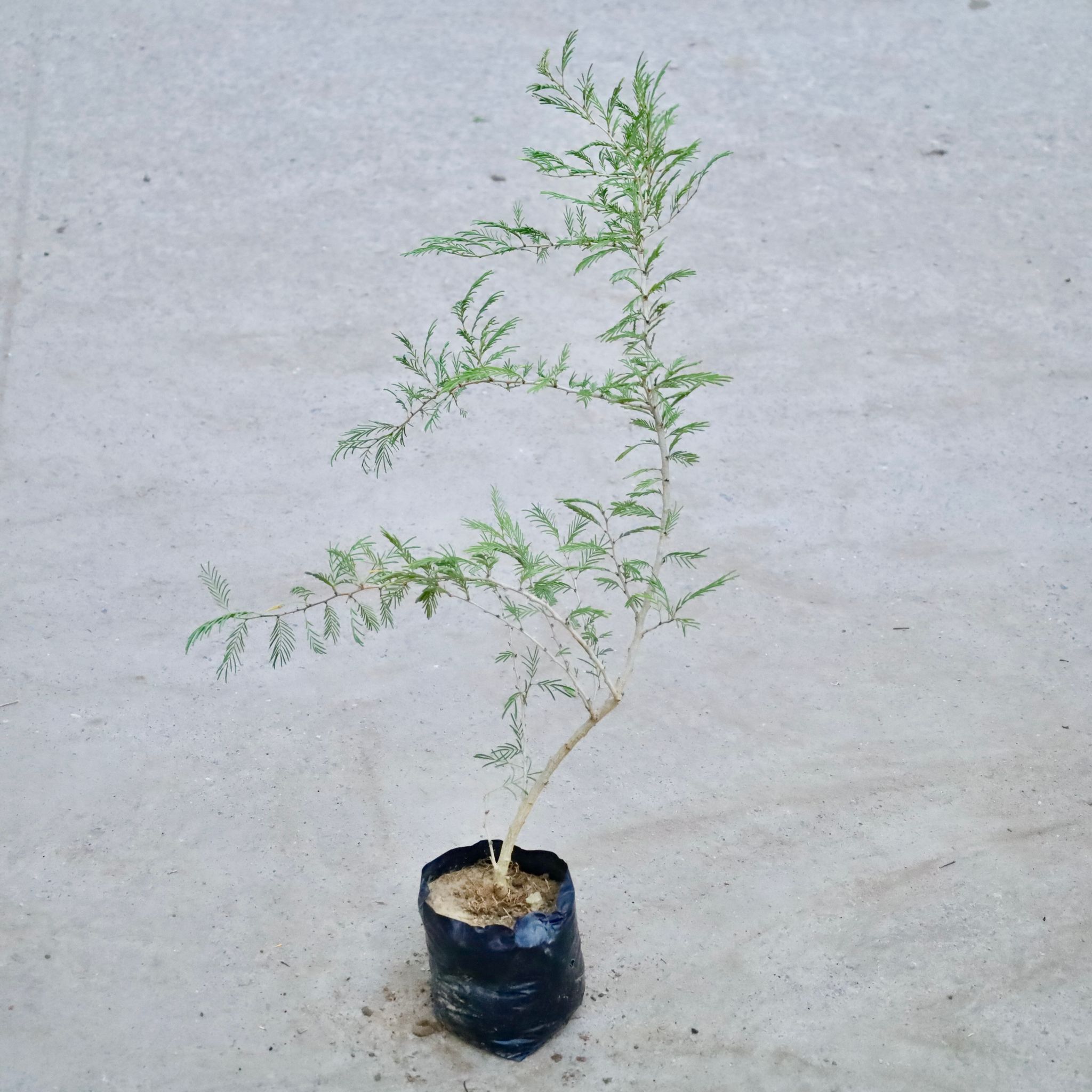 Shami Plant in 5 Inch Nursery Bag