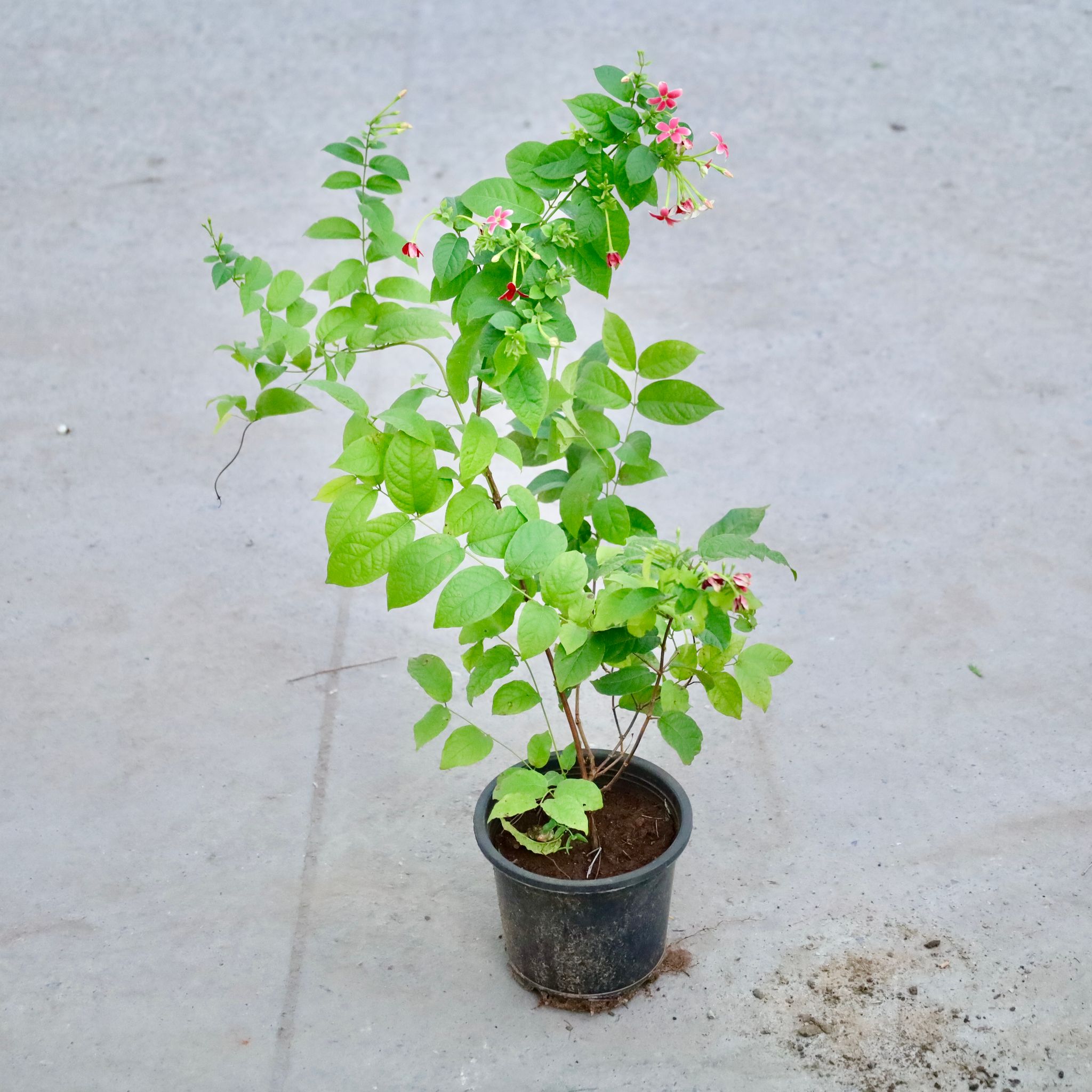 Madhu Malti / Rangoon Creeper Dwarf (Any Colour)  in 6 Inch Nursery Pot