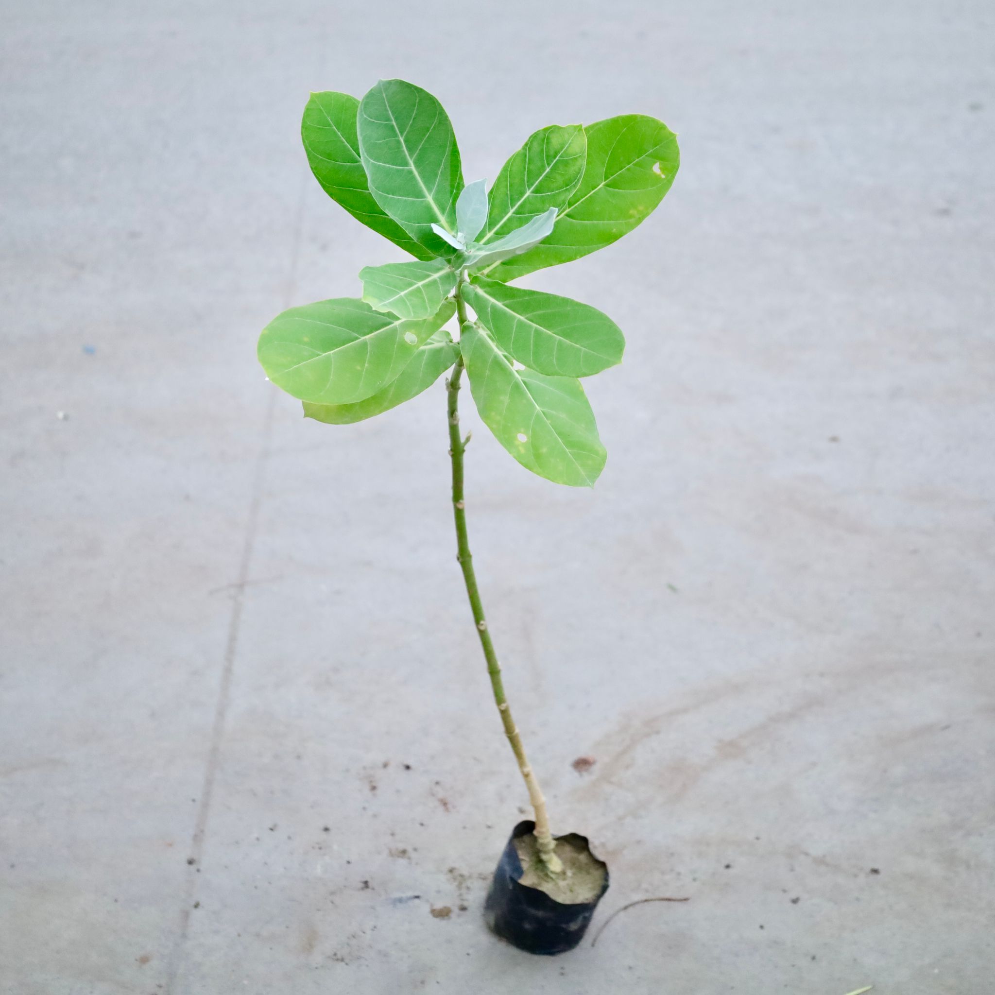 White Aak Plant  in 5 Inch Nursery Bag