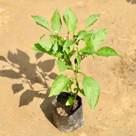 Mirchi / Chilli Plant in 4 Inch Nursery Bag