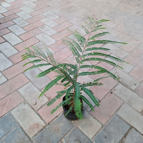 Amla / Indian Gooseberry (~ 1 Ft) in 4 Inch Nursery Bag