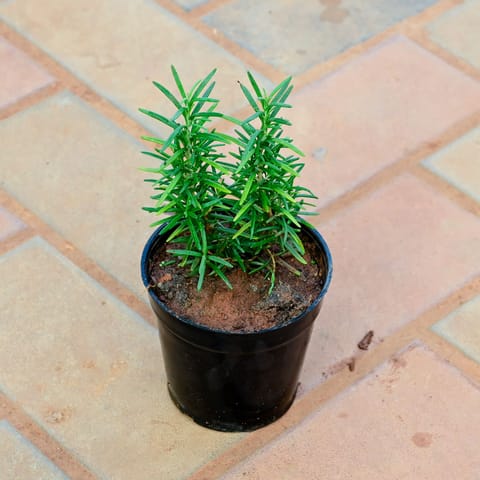 Rosemary in 6 Inch Nursery Pot