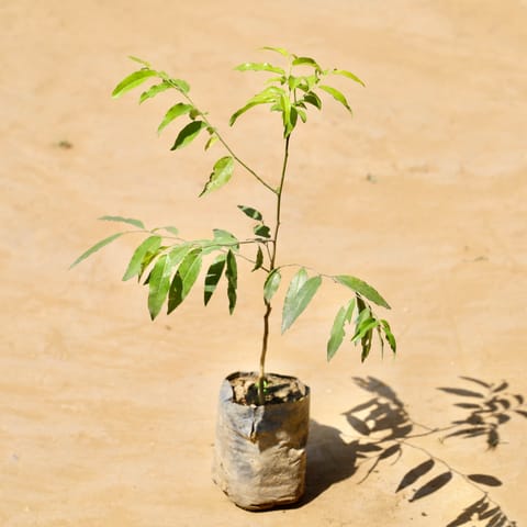 Putranjiva in 3 Inch Nursery Bag