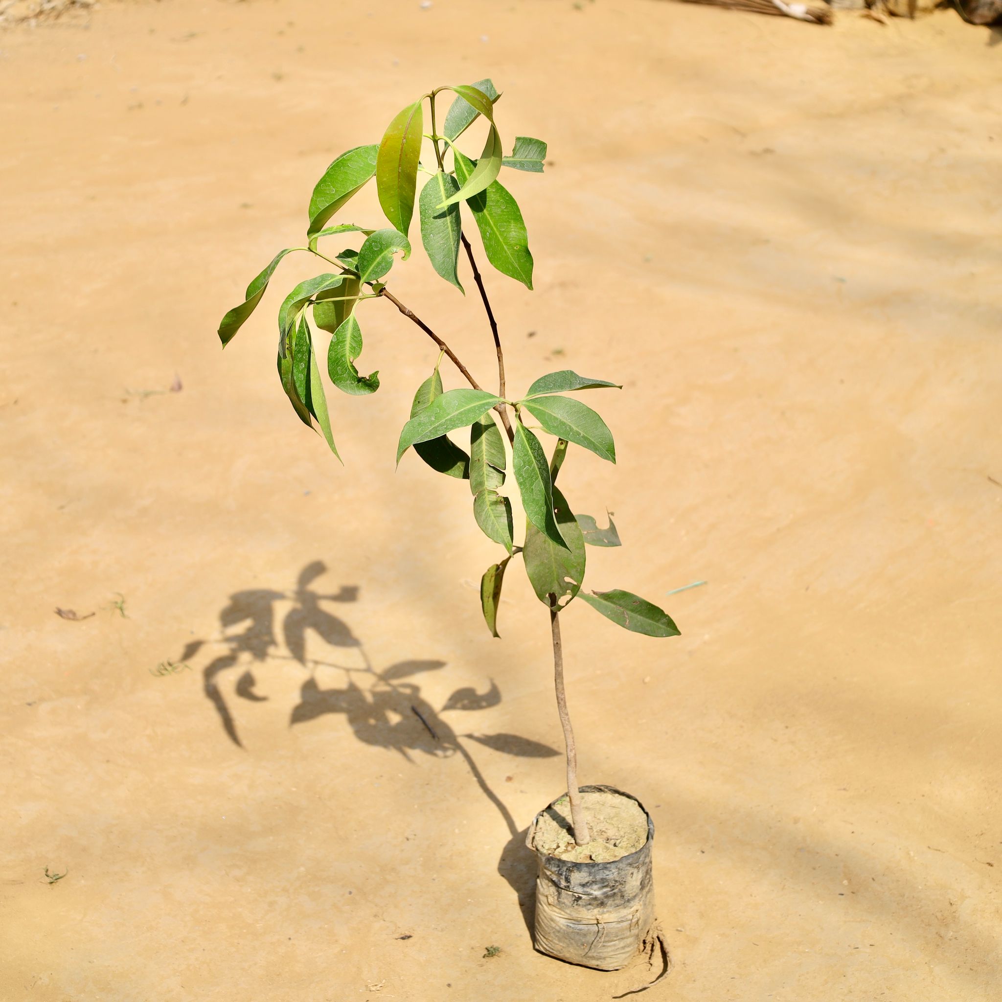 Jamun / Black Berry in 5 Inch Nursery bag