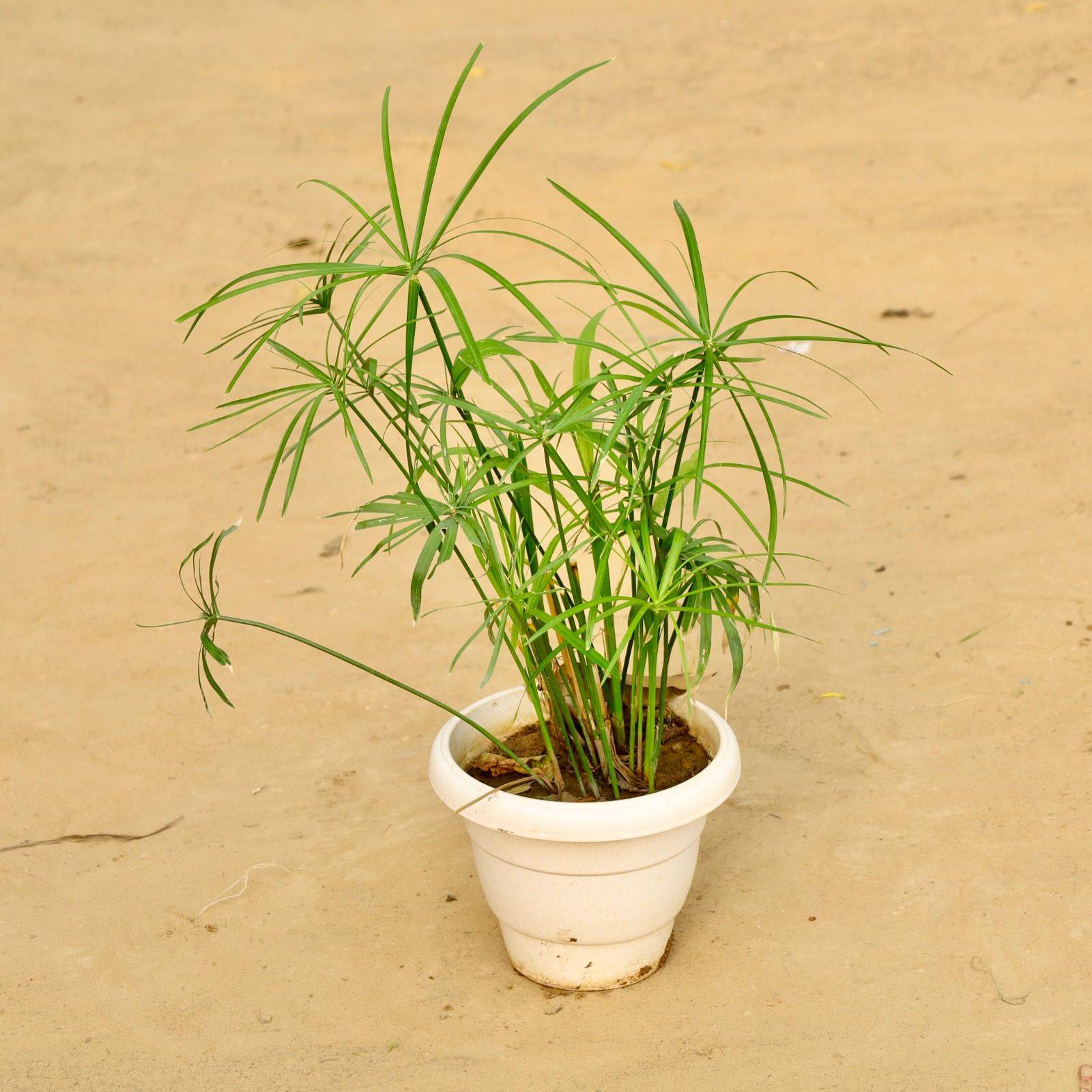 Umbrella Palm in 8 Inch Classy White Plastic Pot