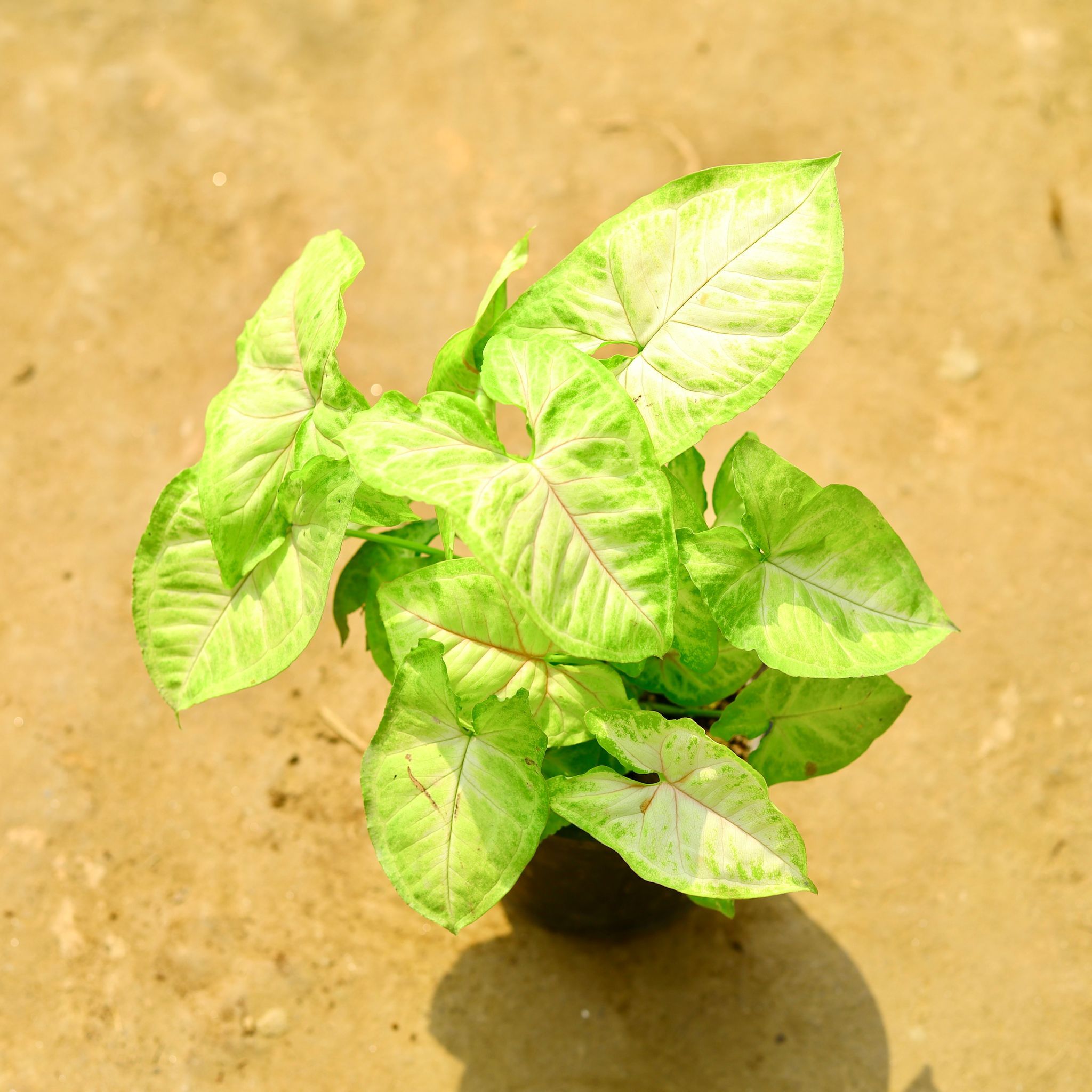 Syngonium Yellow in 4 Inch Nursery Pot