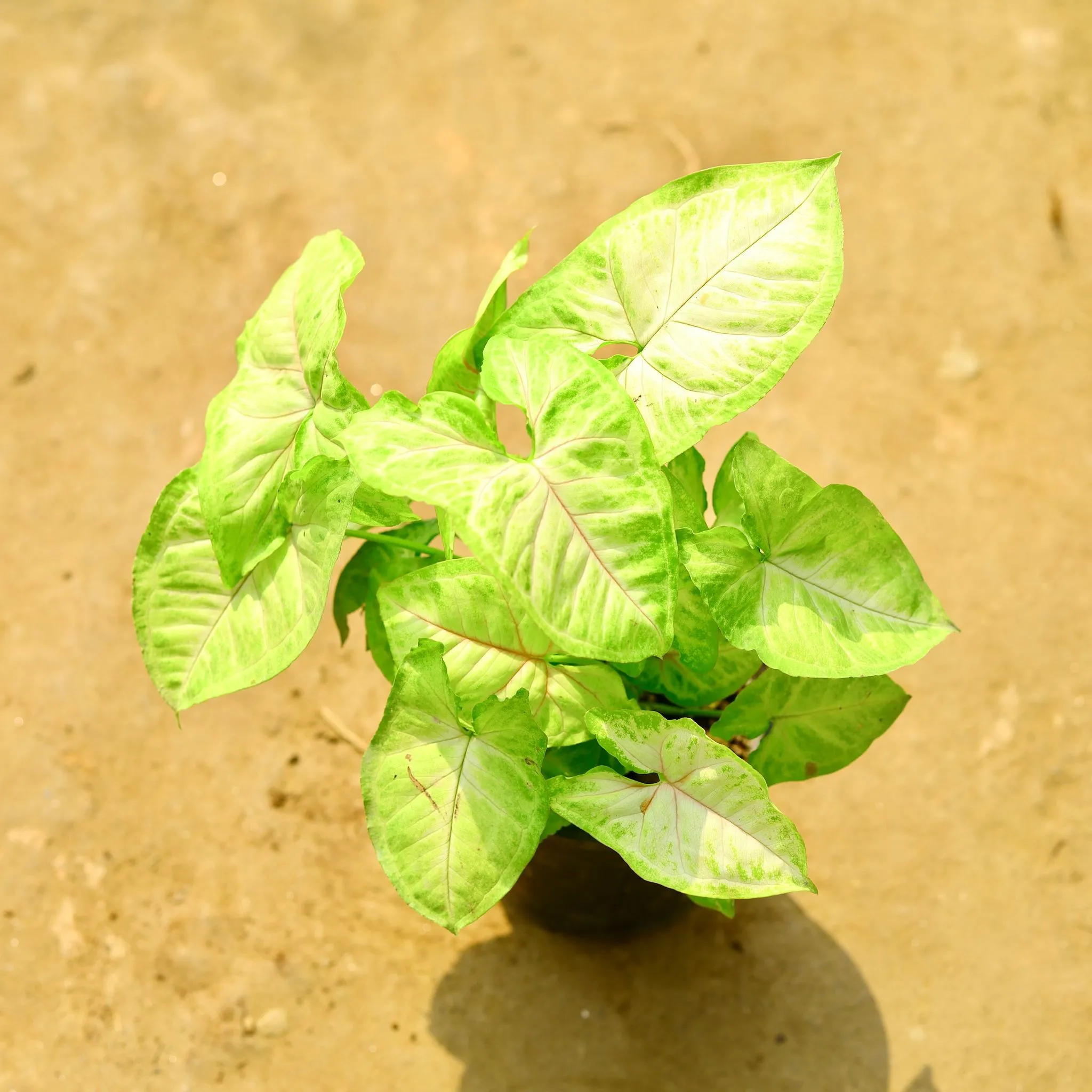 Syngonium Yellow in 4 Inch Nursery Pot