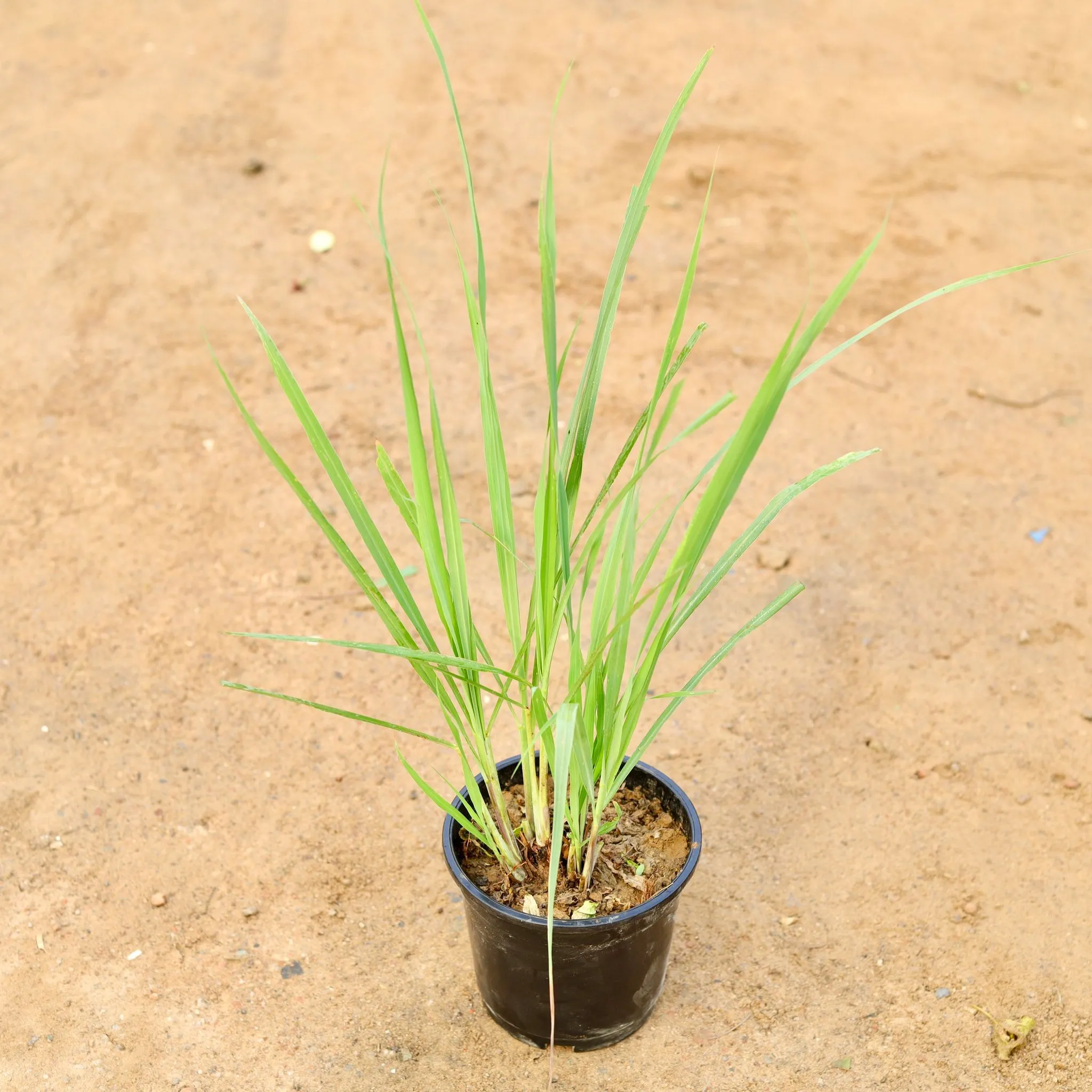 Lemon Grass in 5 Inch Nursery Pot