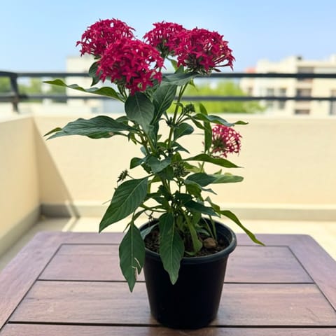 Pentas Red in 5 Inch Nursery Pot