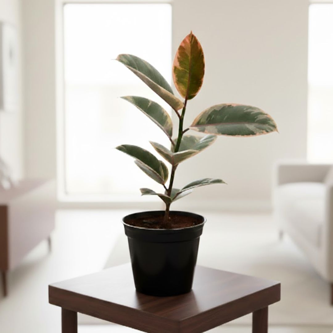 Rubber Variegated Pink Red in 6 Inch Nursery Pot