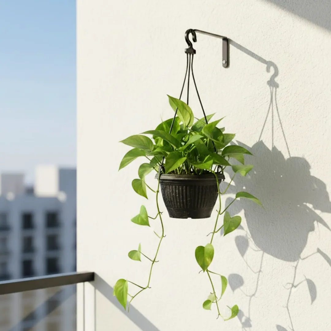 Money Plant Green in 5 Inch Black Hanging Basket