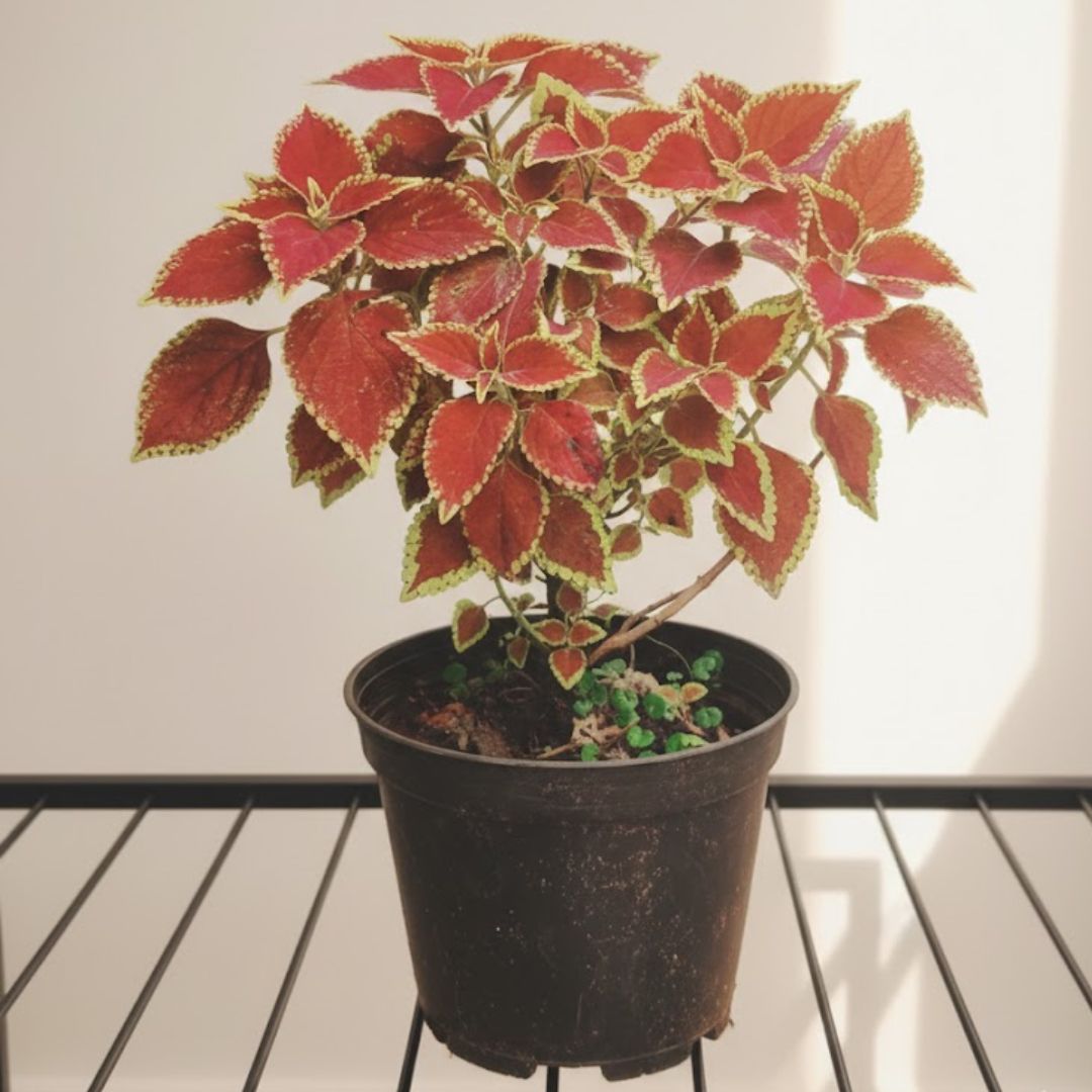 Coleus in 6 Inch Nursery Pot