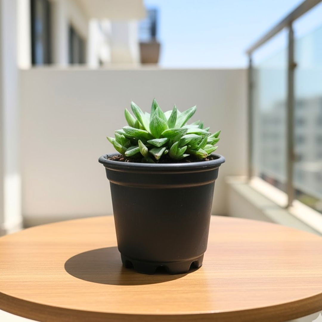 Haworthia Cymbiformis Succulent in 3 Inch Nursery Pot