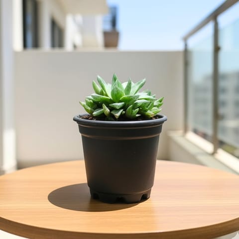 Haworthia Cymbiformis Succulent in 3 Inch Nursery Pot