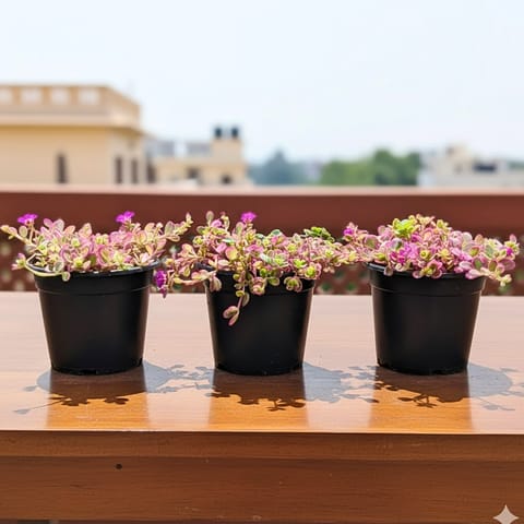 Set of 3 - Table Rose (any colour) in 4 Inch Nursery Pot