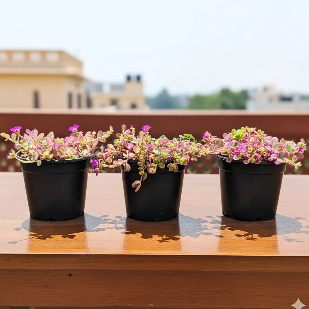 Set of 3 - Table Rose (any colour) in 4 Inch Nursery Pot