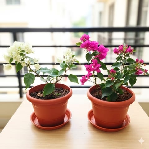 Set of 2 - Bougainvillea (White & Pink) in 7 Inch Live Plant Red Classy Plastic Pot with Tray