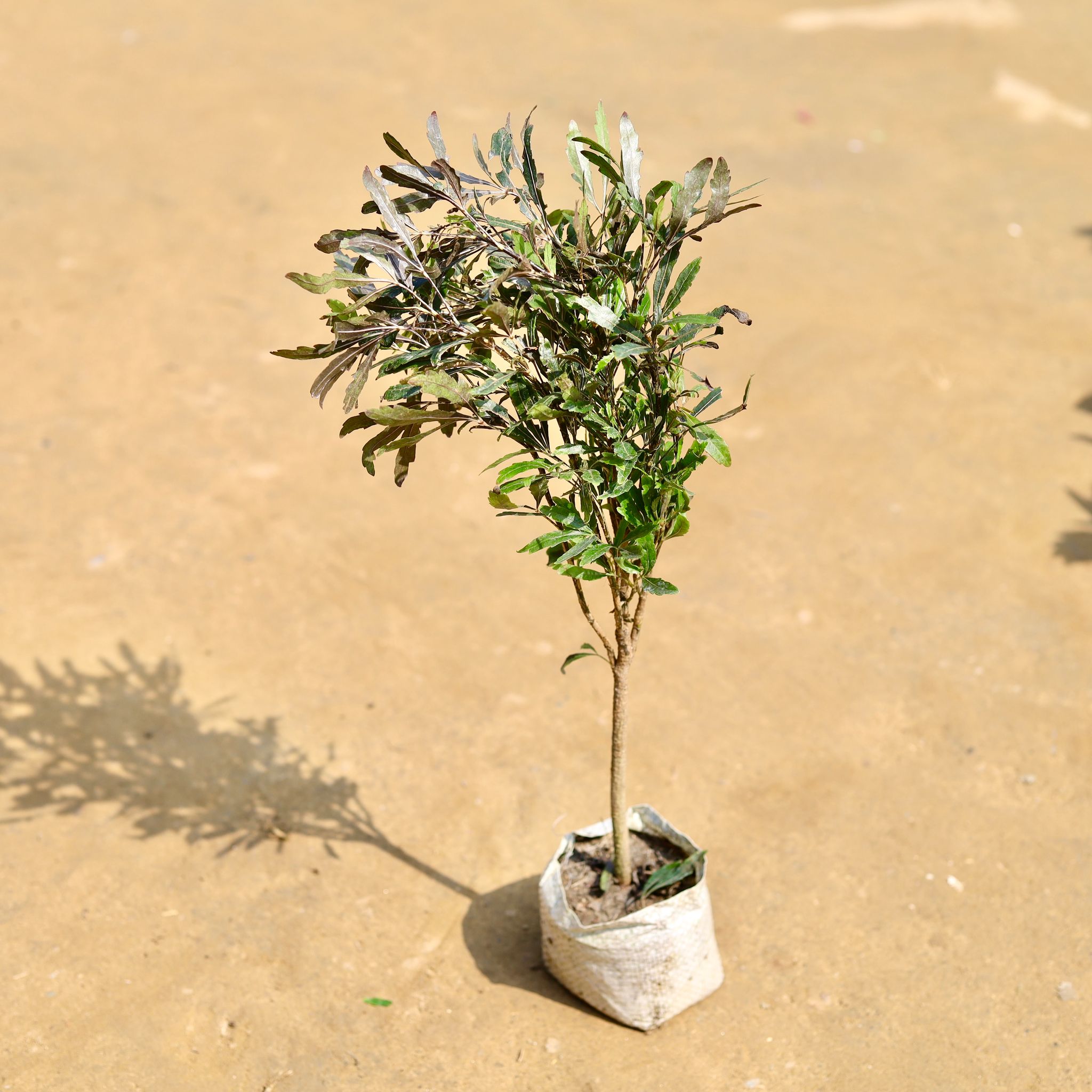 Exotic Aralia Emerald Whisper in 3 inch Nursery Bag